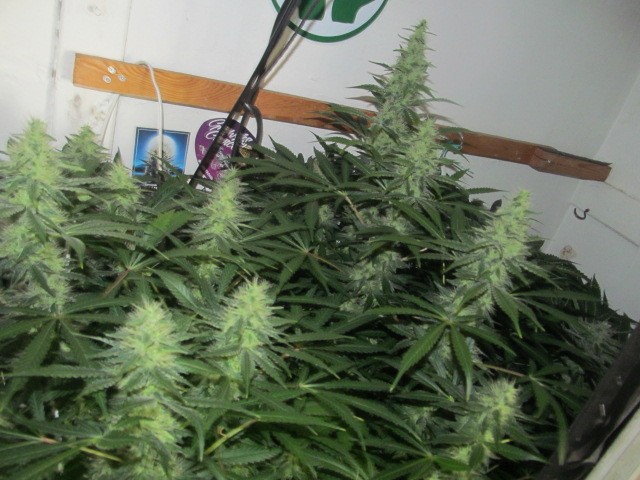 day 36 bloom (2)