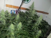 day 36 bloom (2)
