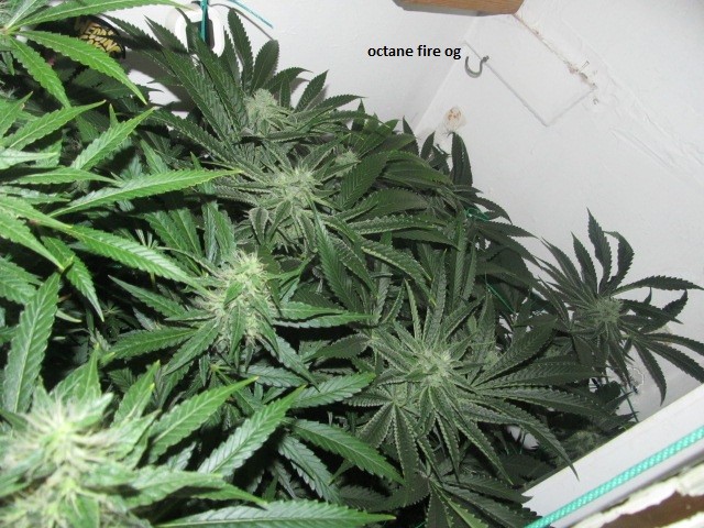 day 36 bloom (3)