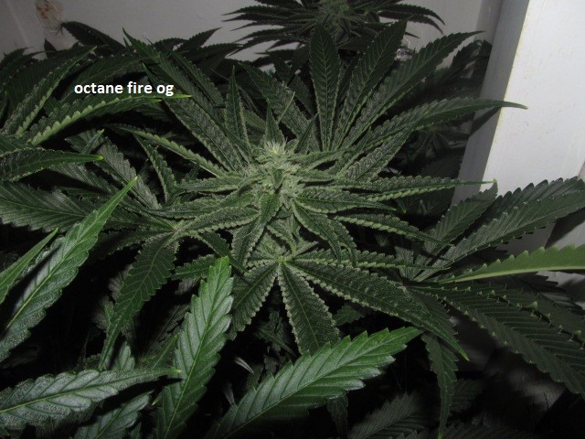 day 36 bloom (8)