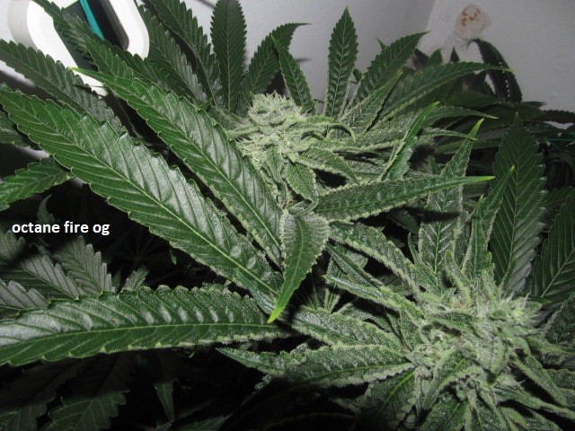 day 36 bloom (10)