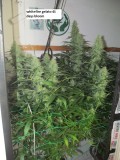 41 days bloom (1)