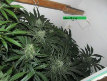 41 days bloom (2)