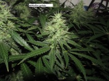 41 days bloom (5)
