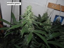 41 days bloom (6)