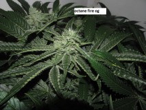 41 days bloom (7)