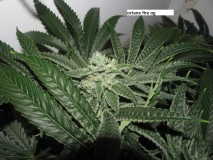 41 days bloom (8)