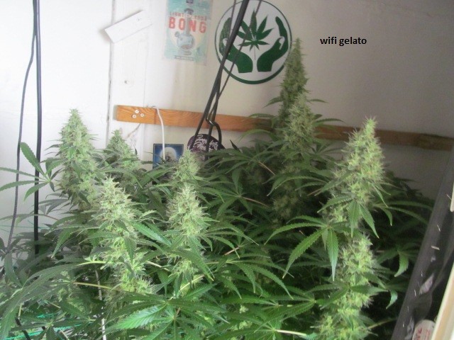 48days bloom (1)
