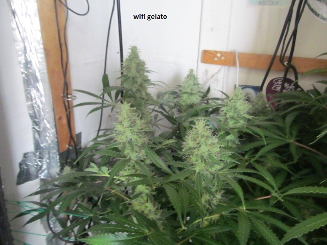 48days bloom (2)