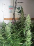 48days bloom (3)