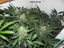 48days bloom (4)