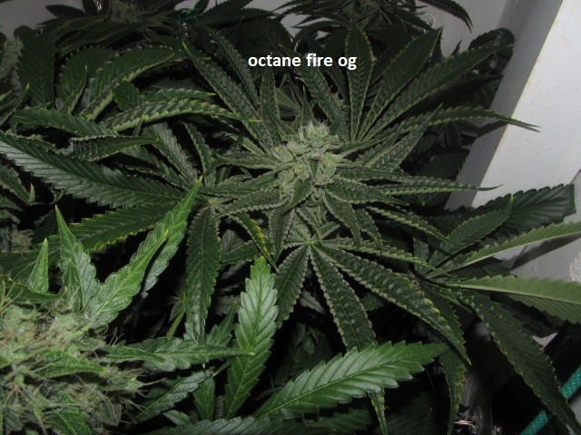 48days bloom (6)