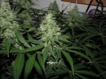 48days bloom (7)