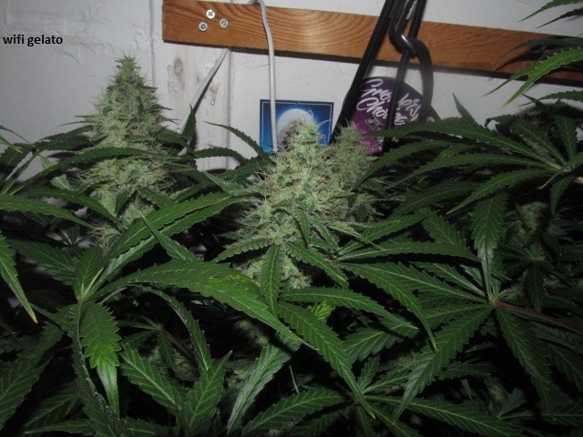 48days bloom (8)