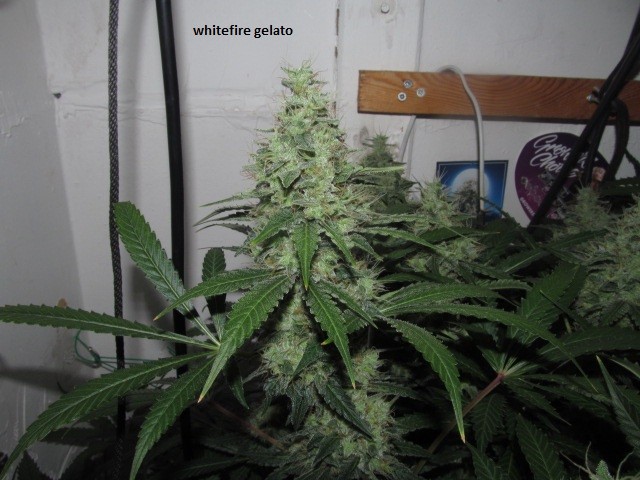 48days bloom (9)
