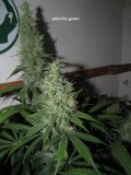 48days bloom (10)
