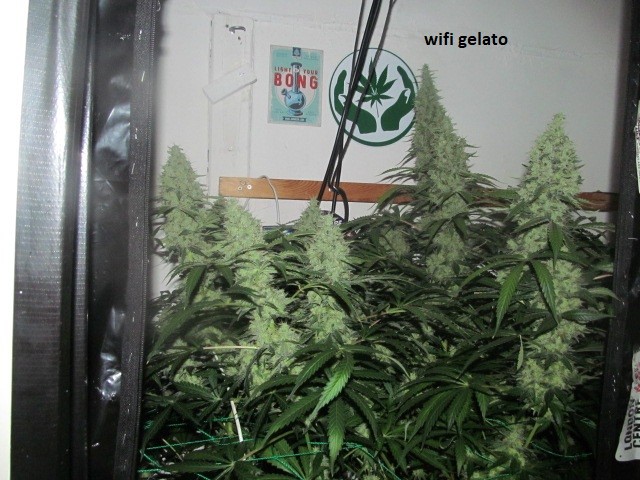 58days bloom (1)