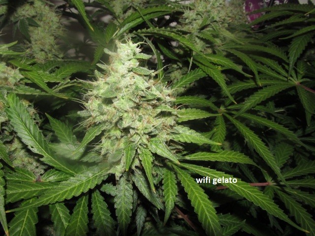 58days bloom (4)