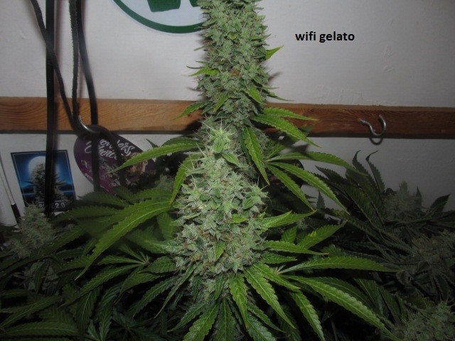 58days bloom (5)