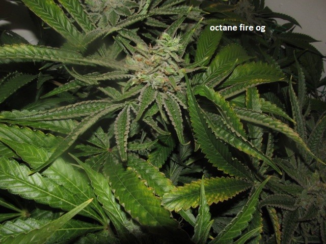58days bloom (7)