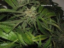 58days bloom (7)