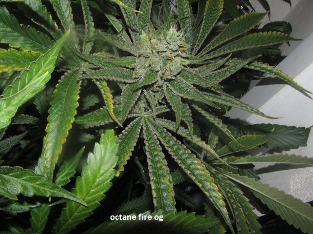 58days bloom (8)