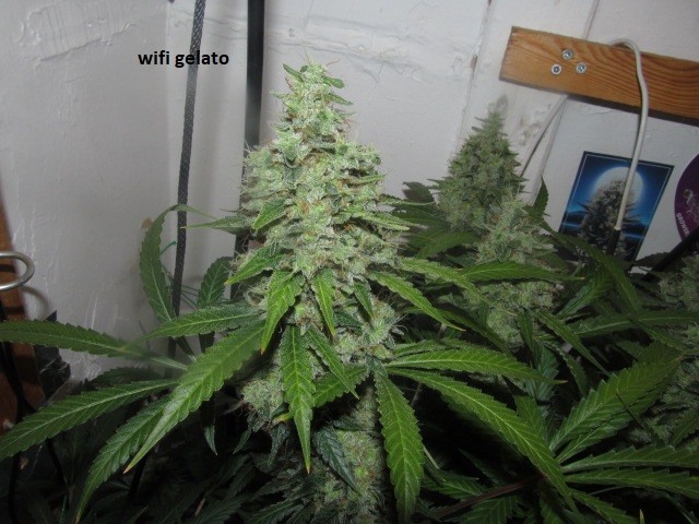 58days bloom (10)