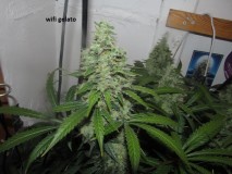 58days bloom (10)
