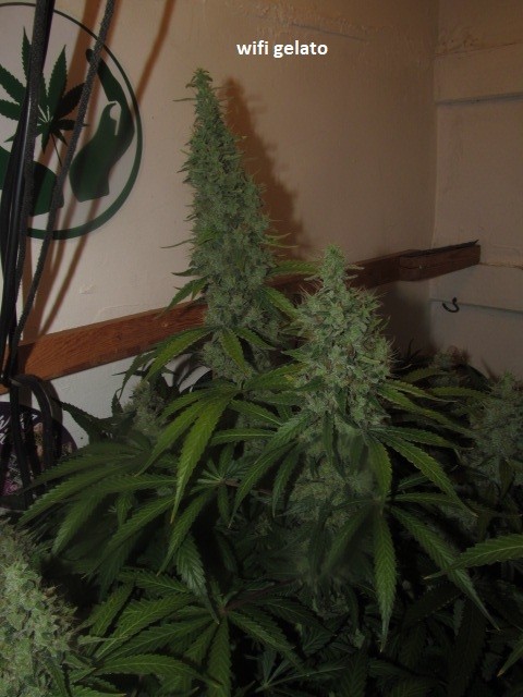 58days bloom (11)