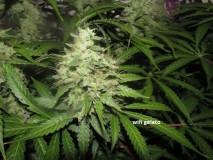 58days bloom (4)