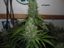 58days bloom (5)
