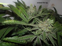 58days bloom (9)