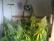 62 days bloom (1)