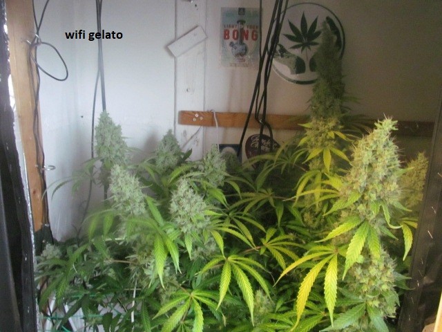 62 days bloom (2)
