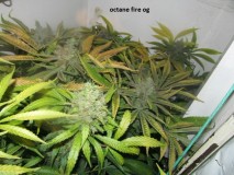 62 days bloom (3)