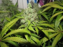 62 days bloom (4)