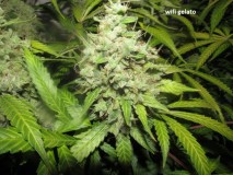 62 days bloom (5)