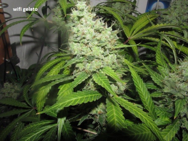 62 days bloom (6)