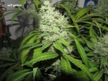 62 days bloom (6)