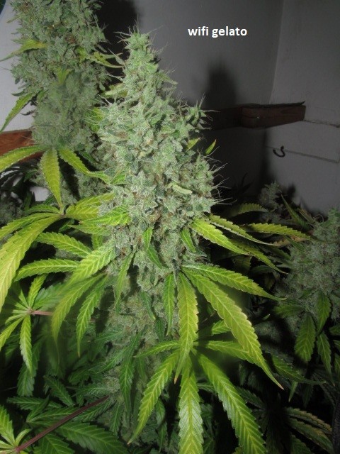 62 days bloom (7)