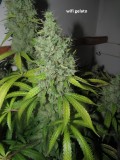 62 days bloom (7)