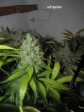 62 days bloom (8)