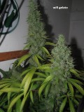 62 days bloom (9)
