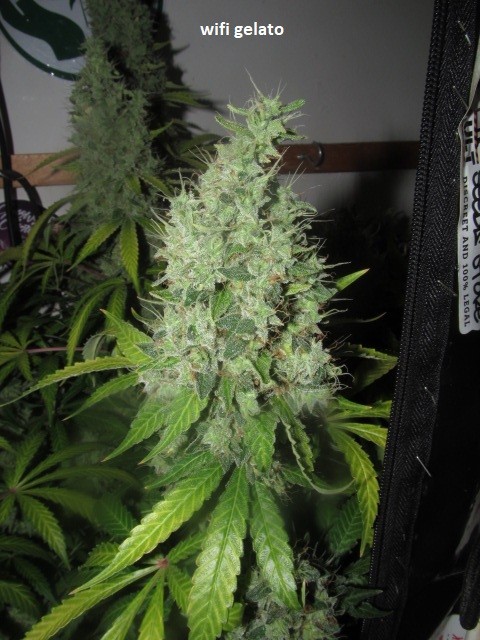 62 days bloom (10)