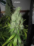 62 days bloom (10)