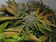 62 days bloom (11)