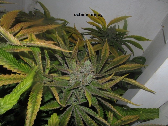 62 days bloom (12)
