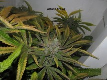62 days bloom (12)