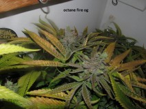 62 days bloom (13)