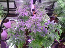SAM_5439